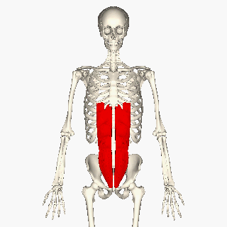腹直筋