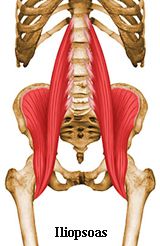 腸腰筋