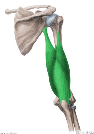 上腕三頭筋