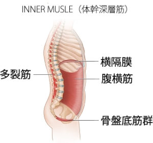 体幹とは