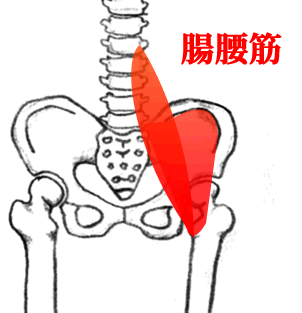 腸腰筋