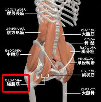 腸腰筋