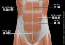 骨格筋とは何ぞ!?