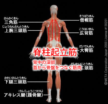 脊柱起立筋（せきちゅうきりつきん）