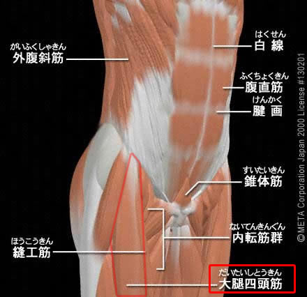 大腿四頭筋（だいたいしとうきん）