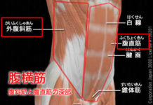 3分で掴む体幹トレーニングで使う筋肉と働き