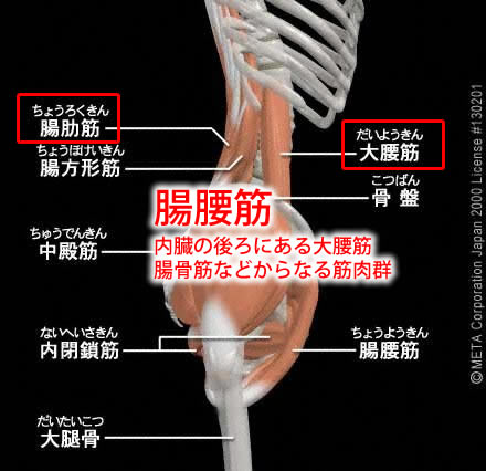 腸腰筋（ちょうようきん）