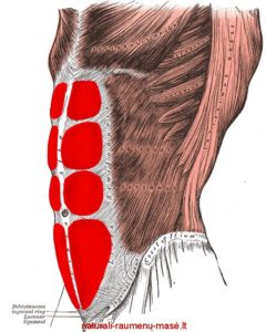 腹直筋
