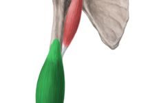 上腕筋が見てわかる!筋肉図解8選