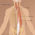 脊柱起立筋が見てわかる!筋肉図解8選