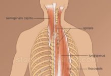 脊柱起立筋が見てわかる!筋肉図解8選