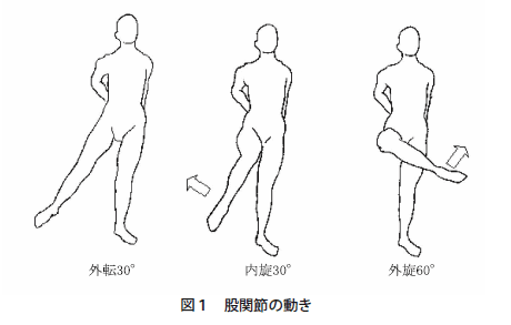 股関節　外旋