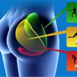 大臀筋が見てわかる!筋肉図解8選