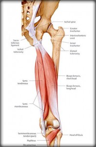 ハムストリングス