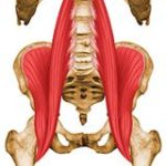 腸腰筋が見てわかる!筋肉図解12選