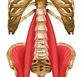 腸腰筋が見てわかる!筋肉図解12選