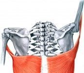 広背筋が見てわかる!筋肉図解6選