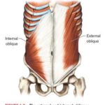 腹斜筋が見てわかる!筋肉図解7選