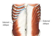 腹斜筋が見てわかる!筋肉図解7選