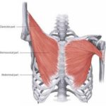大胸筋が見てわかる!筋肉図解7選