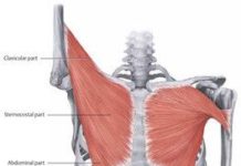 大胸筋が見てわかる!筋肉図解7選