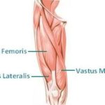 大腿四頭筋が見てわかる!筋肉図解13選