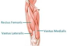 大腿四頭筋が見てわかる!筋肉図解13選