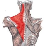 僧帽筋が見てわかる!図解10選