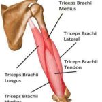 見てわかる上腕三頭筋の筋肉!図解11選
