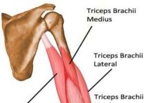 見てわかる上腕三頭筋の筋肉!図解11選