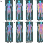 腹筋を割るための体脂肪率