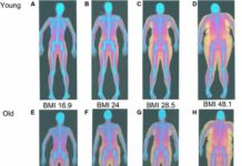 腹筋を割るための体脂肪率
