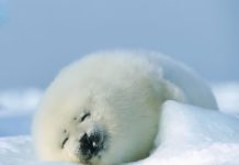 お魚というプロテインの塊を活用すべし!