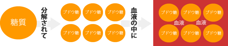 糖質は消化されるとブドウ糖に分解され