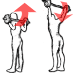 バックプレスのやり方!僧帽筋を鍛える筋トレメニュー