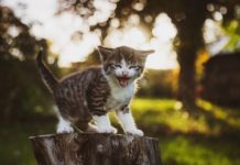 姿勢を正して深く呼吸する方法 猫