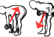 ダンベル・ローイングのやり方!引き寄せて背中の筋トレ