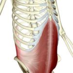 腹横筋が見てわかる!図解7選