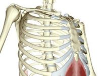 腹横筋が見てわかる!図解7選